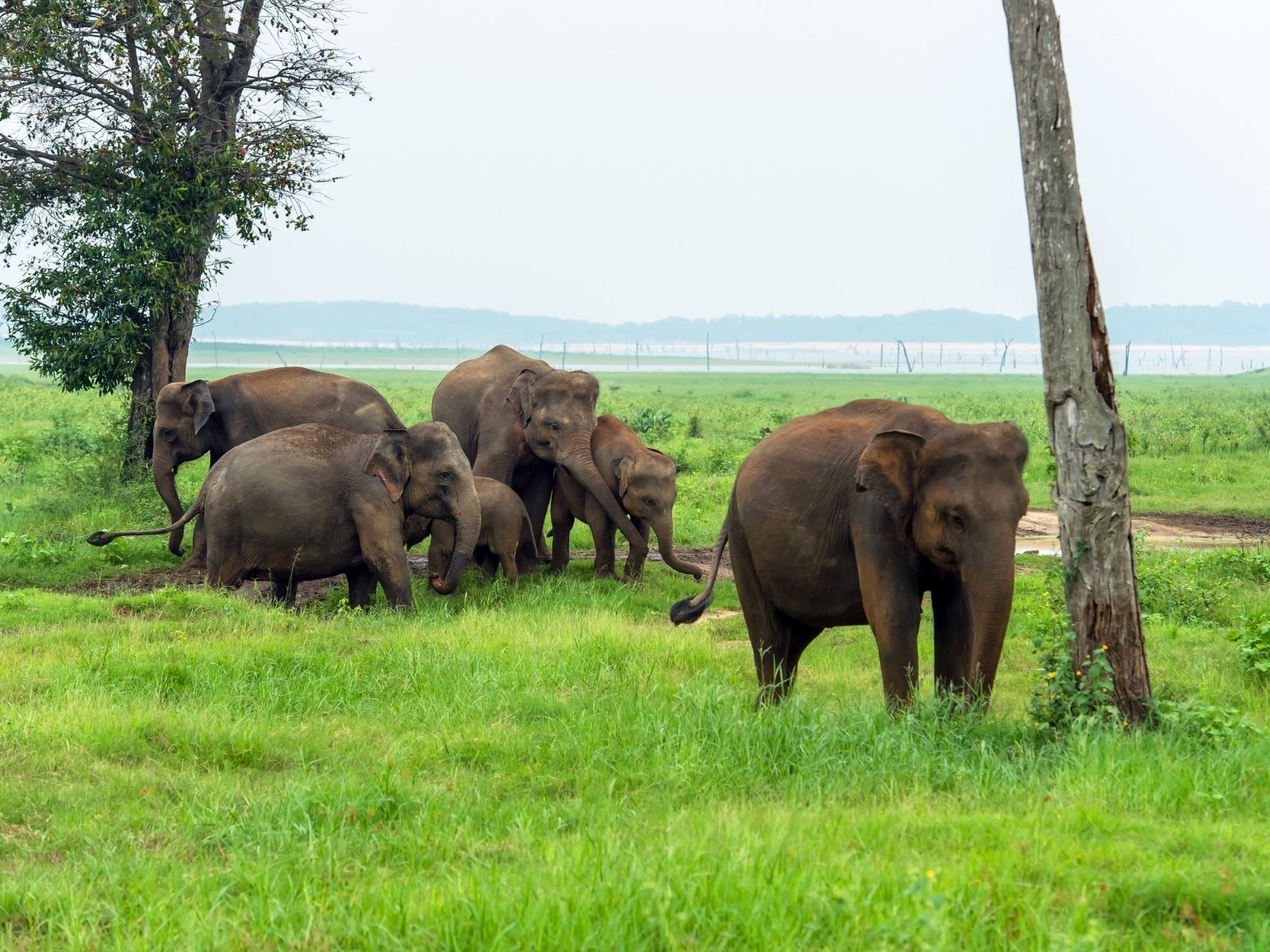 Asian elephant herd with calves moving through green riverine grassland beside water