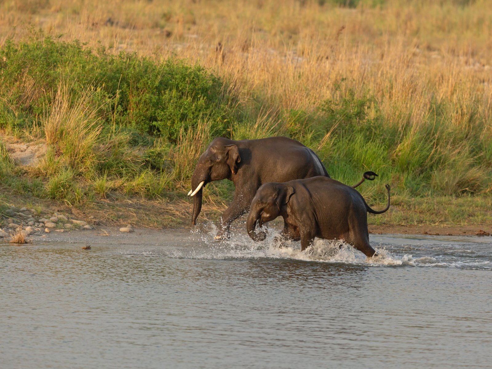 Two Asian elephants wading through a river with tall grass along the bank