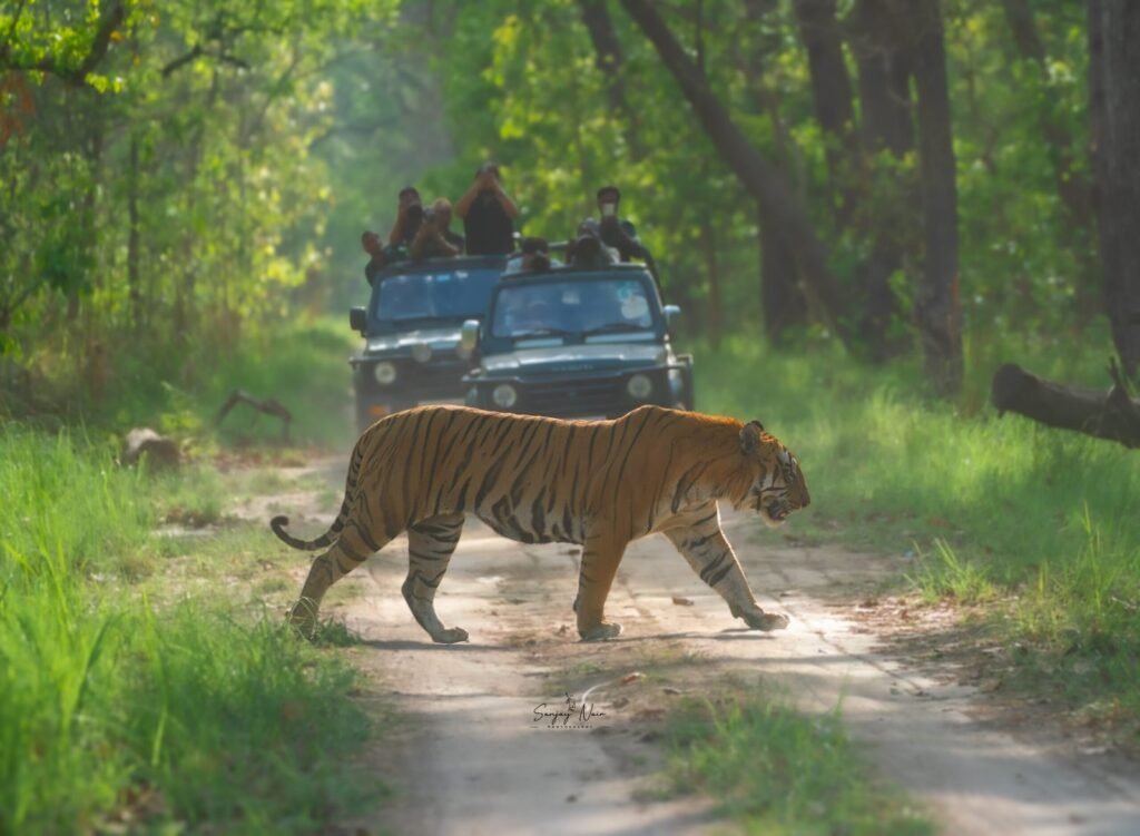 Barahi male tiger crossing a forest track in Pilibhit Tiger Reserve
