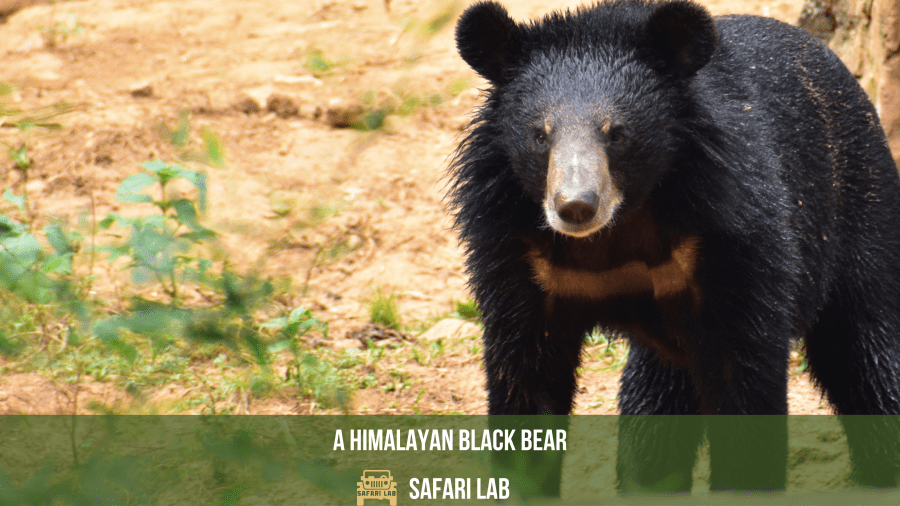 Asiatic black bear and Himalayan brown bear in Indian wildlife
