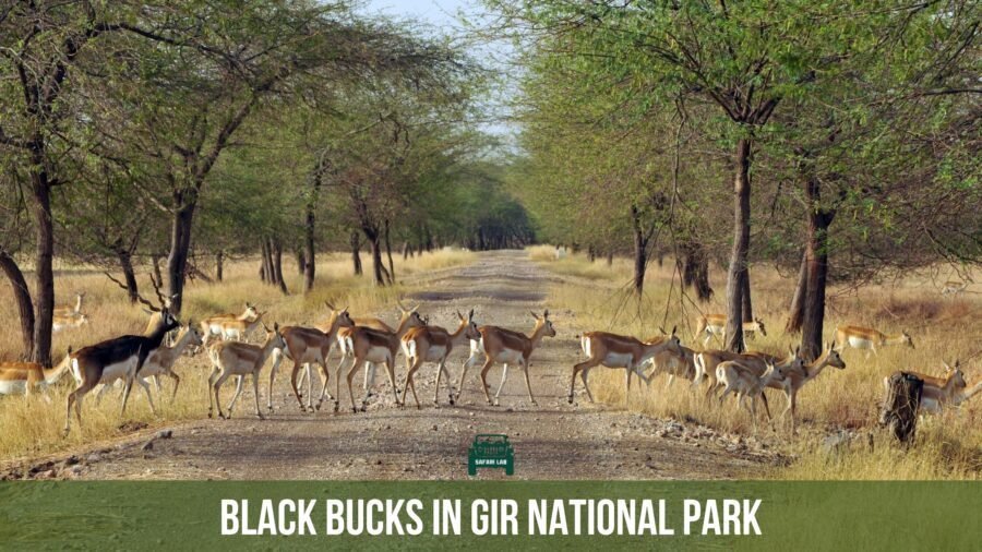 black bucks during gir safari