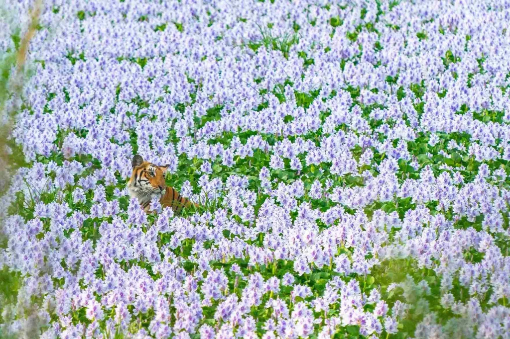 Sanjay Nair photograph published in The Guardian — tigress among purple water hyacinths in Pilibhit Tiger Reserve