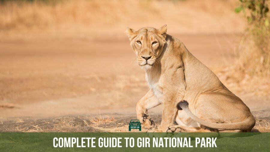 Complete guide to Gir National Park