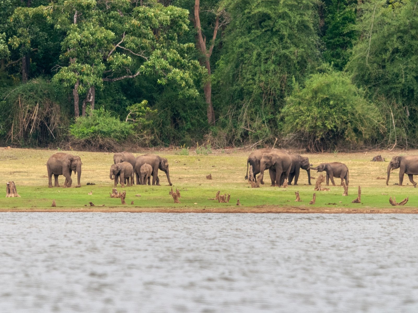 Asian elephant herd with calves gathered on a grassy riverbank beside forest