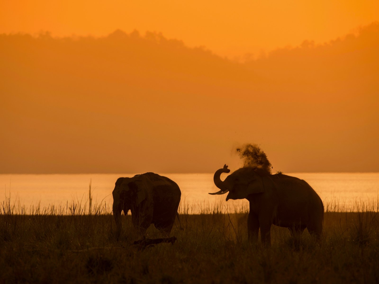 Two Asian elephants silhouetted beside a river at sunset, one tossing dust over its back