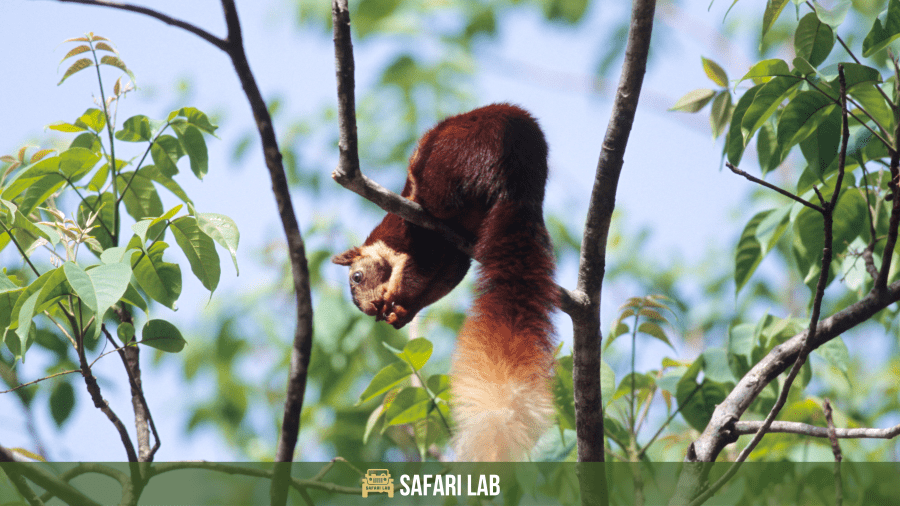 Indian Giant Squirrel