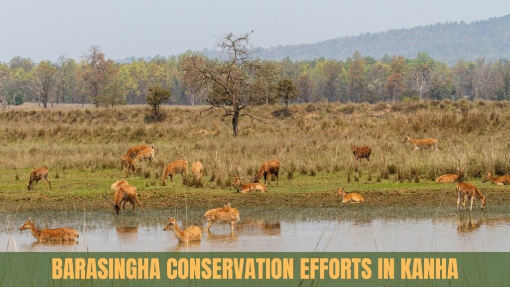 Hard-ground barasingha in Kanha National Park