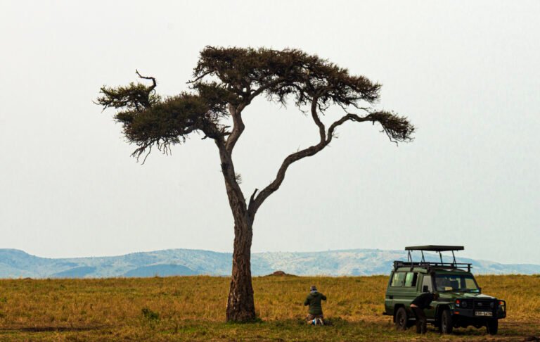 Safari vehicle beneath an acacia tree in the Masai Mara, Kenya