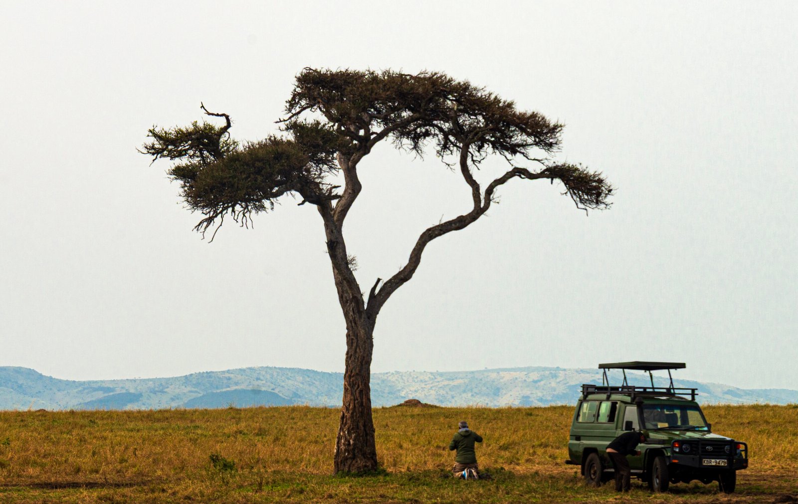 Safari vehicle beneath an acacia tree in the Masai Mara, Kenya