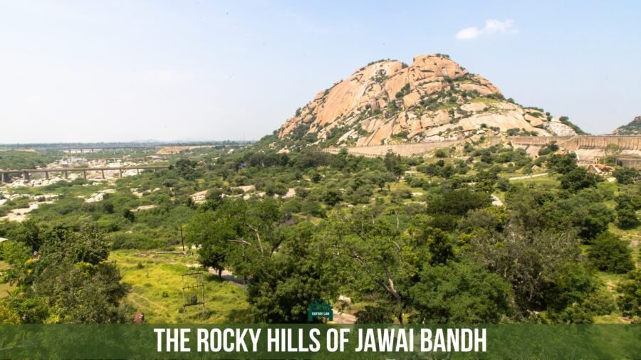 Jawai bandh rocky hills