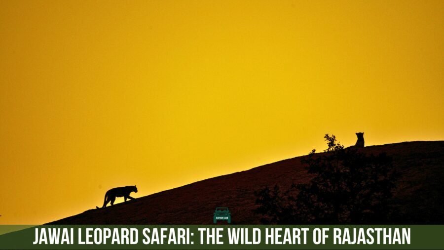 Jawai leopard safari