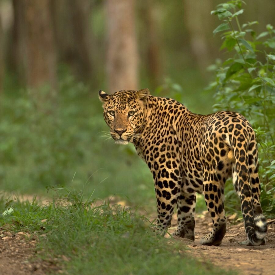 Nagzira Tiger Reserve Leopard Home