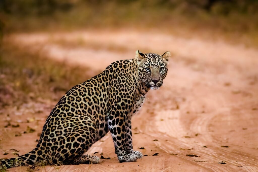 Leopard on a forest track in Nagzira