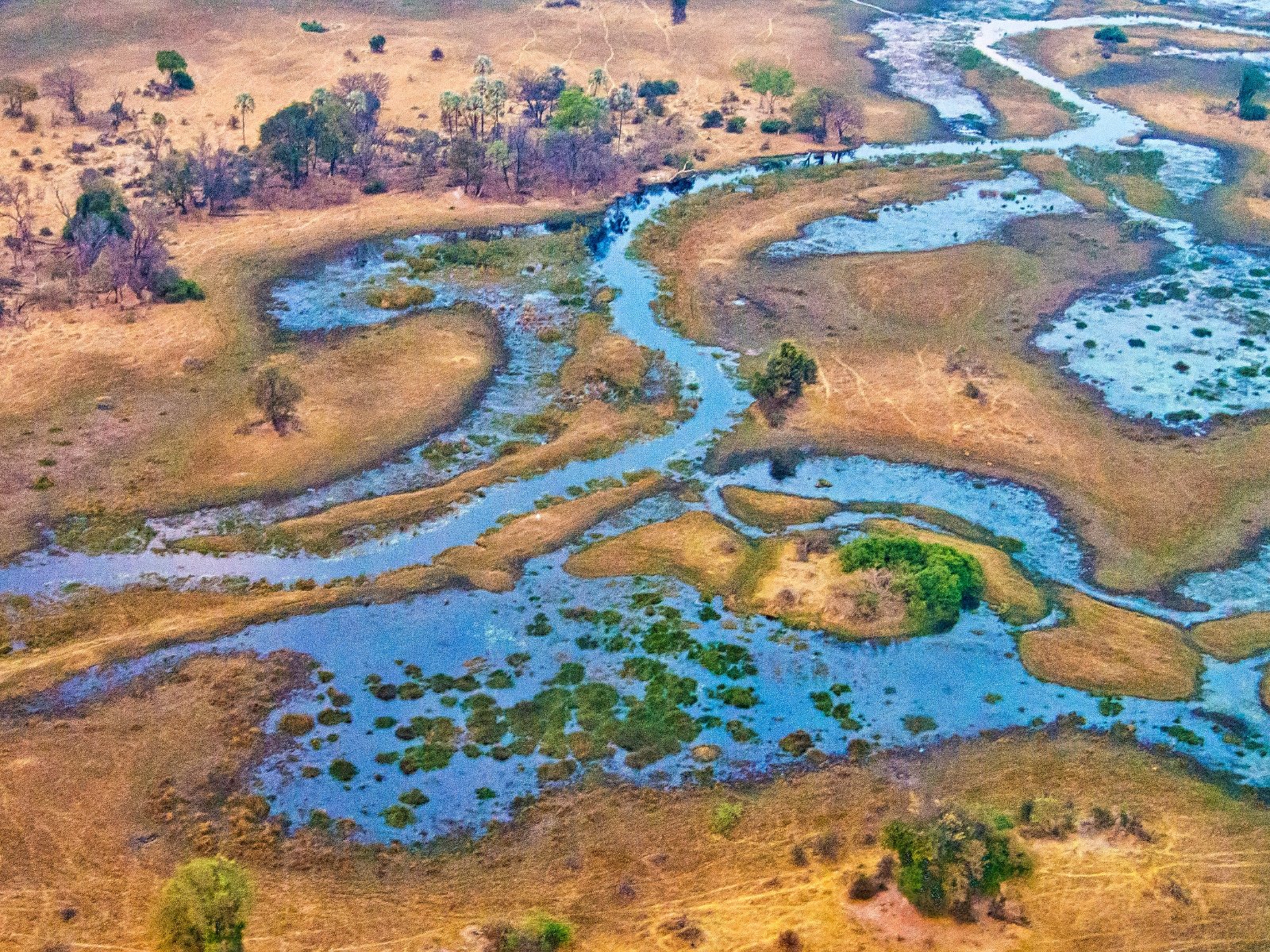 Seasonal floodplain landscape in the Okavango Delta, Botswana
