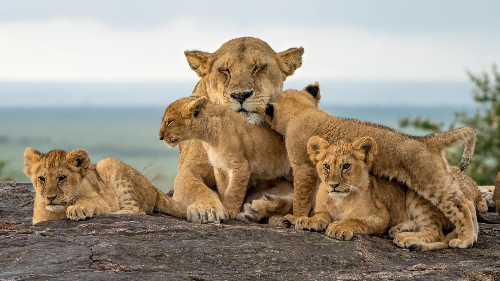 African lion in the wild