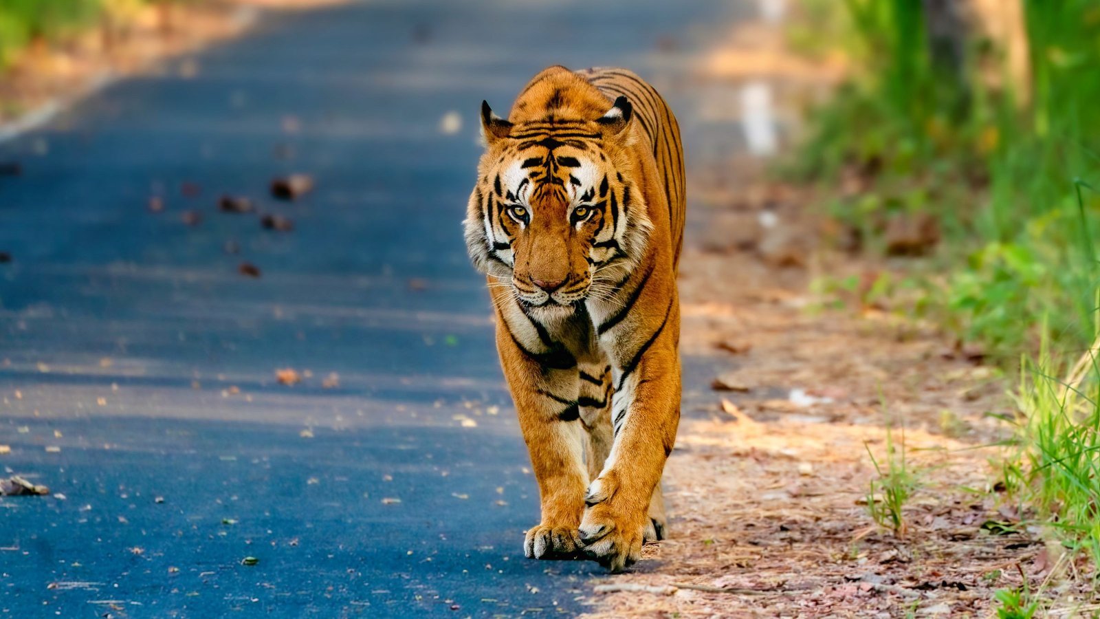 Barahi male tiger at Pilibhit Tiger Reserve