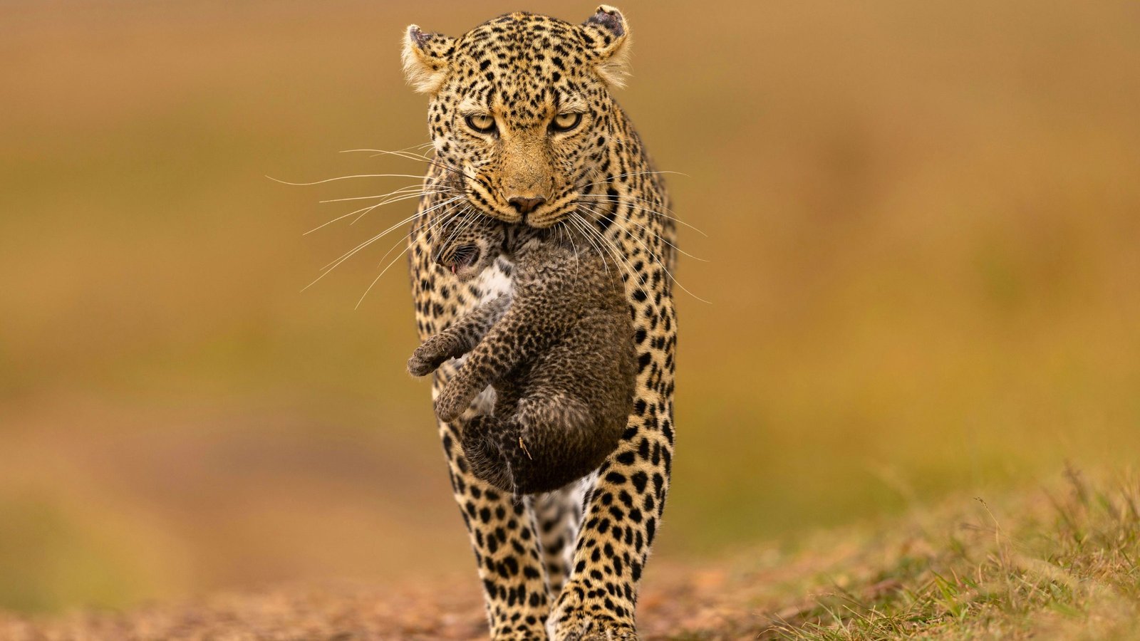 Leopard in the wild