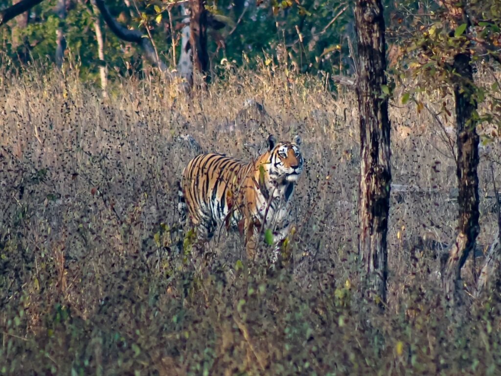 Wildlife scene in Panna Tiger Reserve