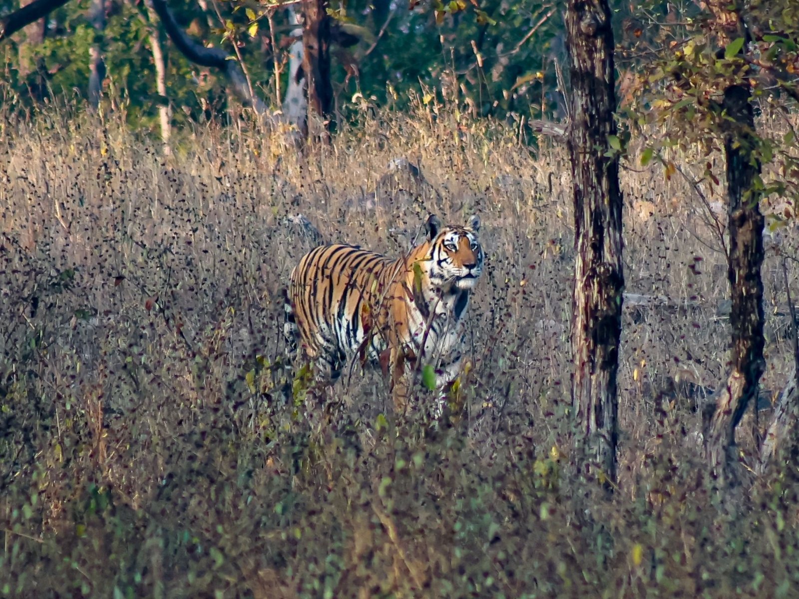 Wildlife scene in Panna Tiger Reserve