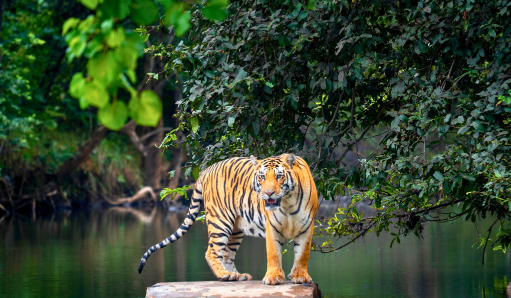 Wildlife scene in Panna Tiger Reserve