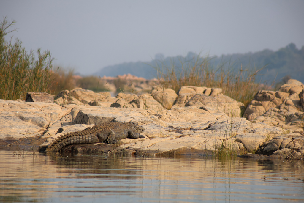 Wildlife scene in Panna Tiger Reserve