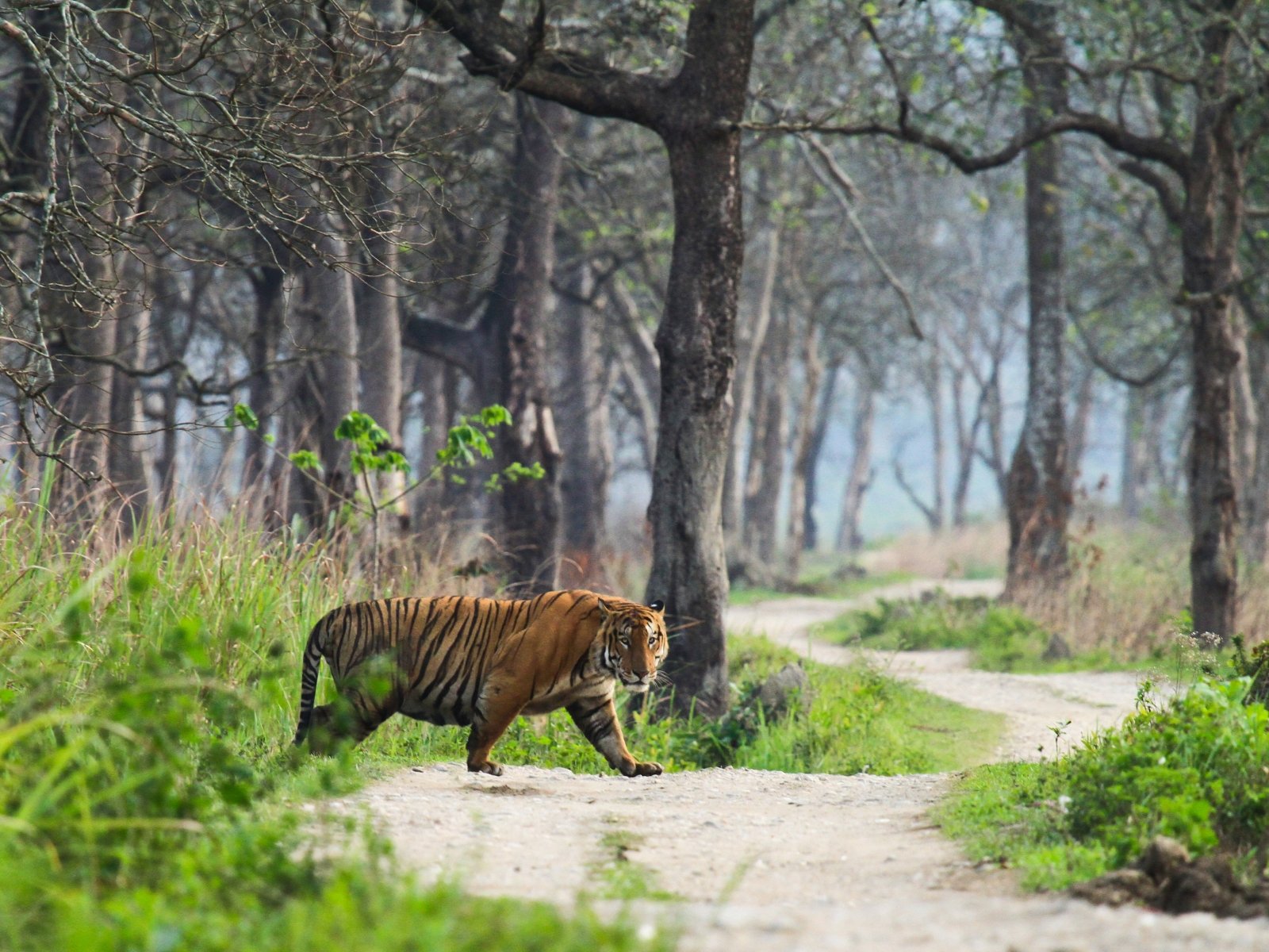 Tiger crossing a forest track in Pilibhit Tiger Reserve