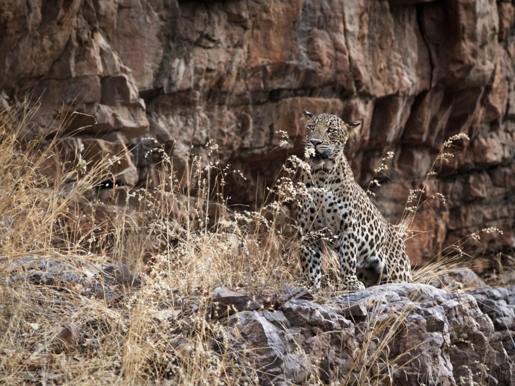Ranthambore National Park landscape and wildlife