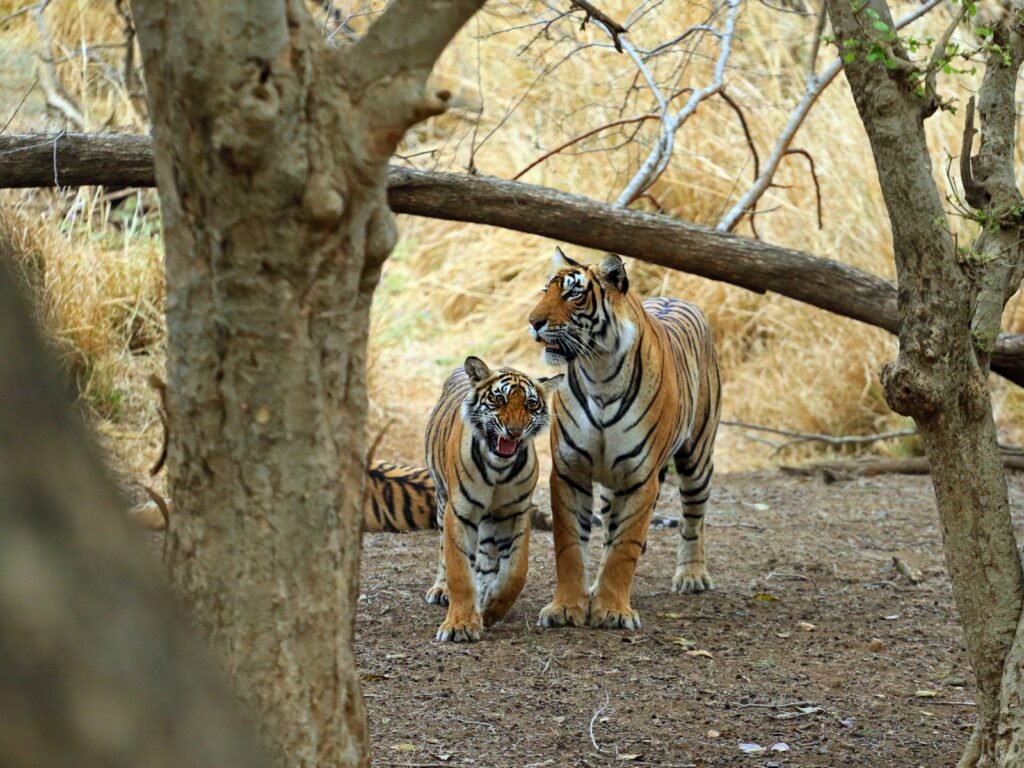 Ranthambore National Park wildlife habitat