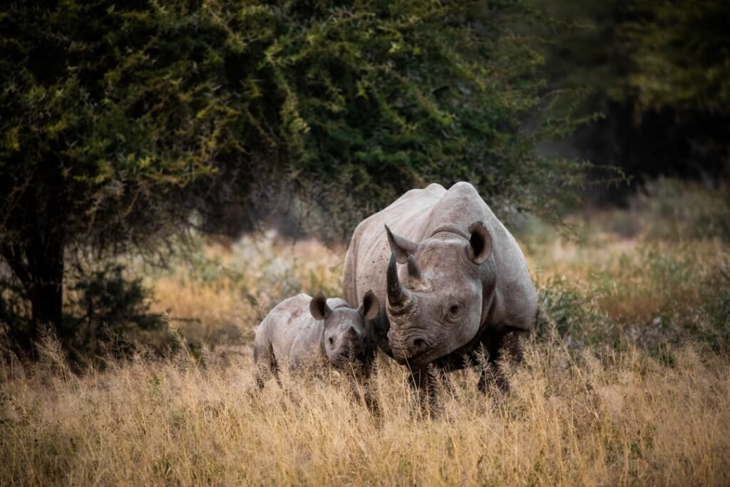 Rhino mother and calf on safari in South Africa