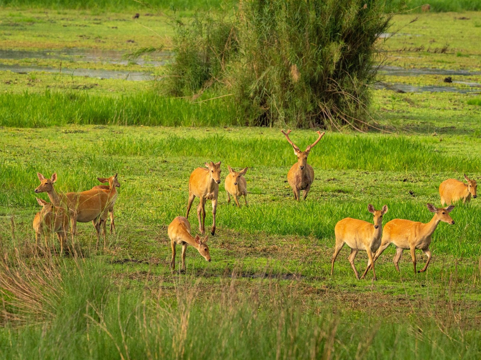 Swamp deer in grassland habitat at Pilibhit Tiger Reserve