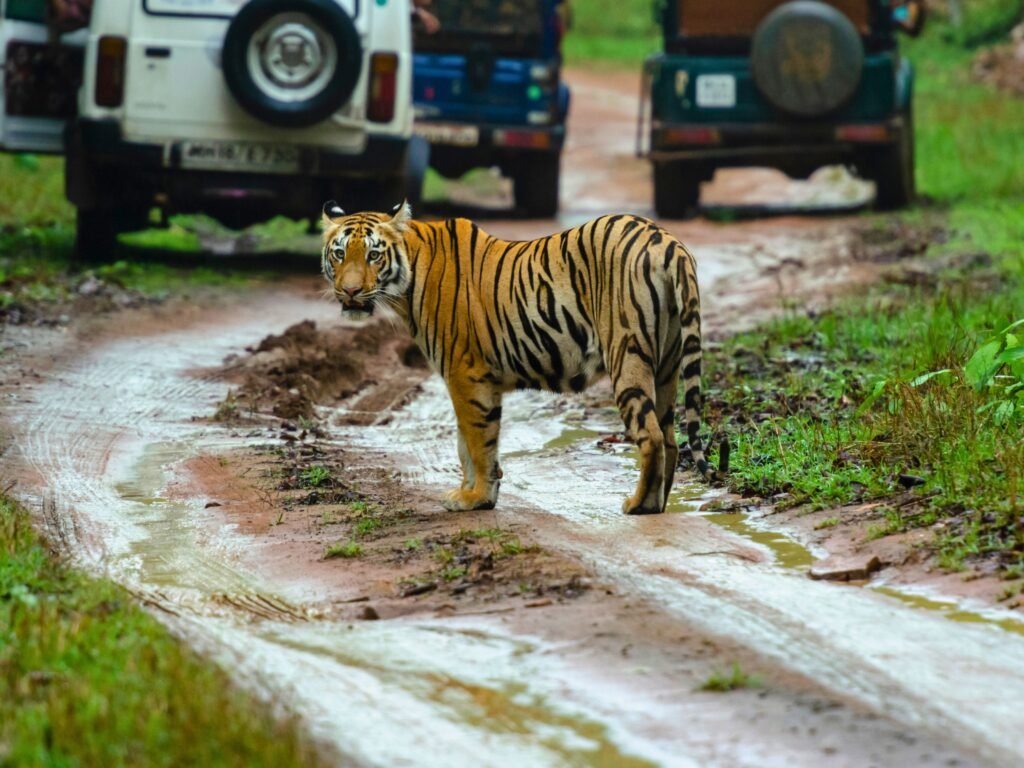 Wildlife safari landscape in Tadoba Tiger Reserve