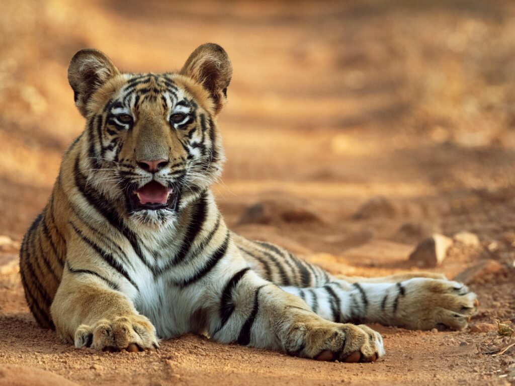 Wildlife safari landscape in Tadoba Tiger Reserve