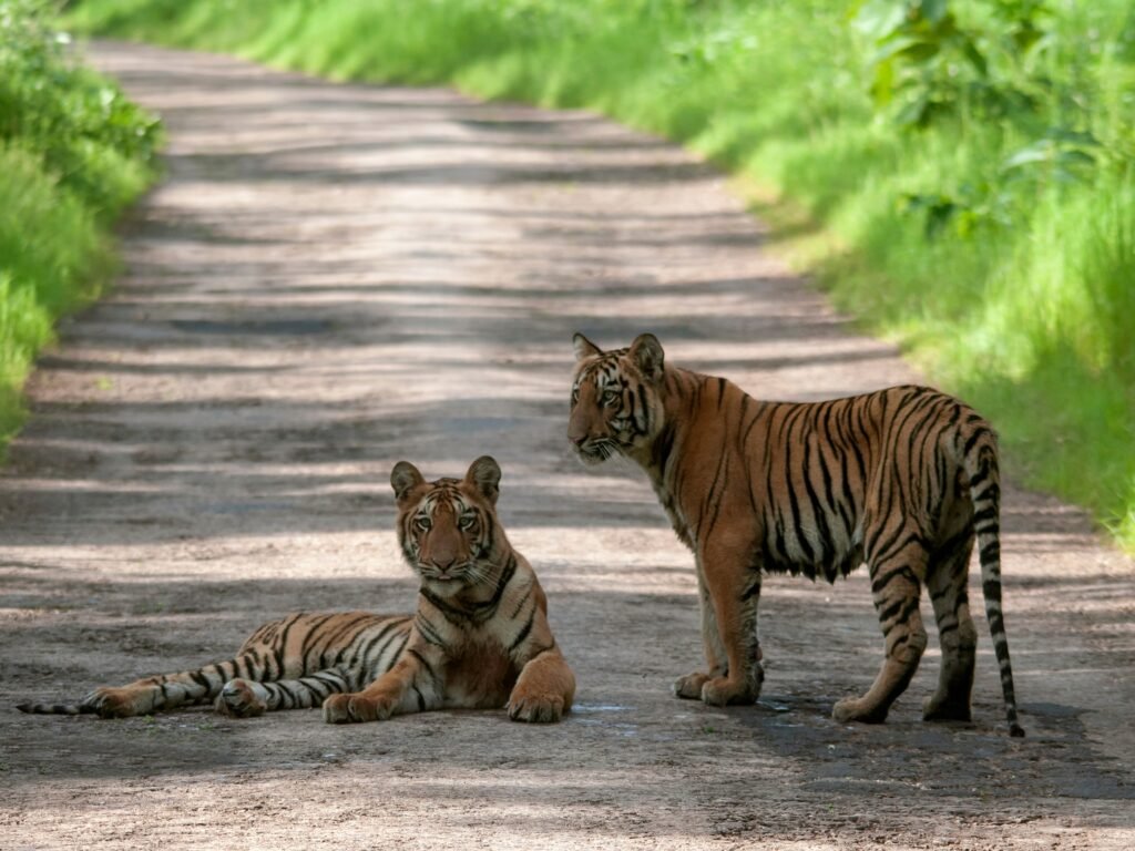 Wildlife safari landscape in Tadoba Tiger Reserve