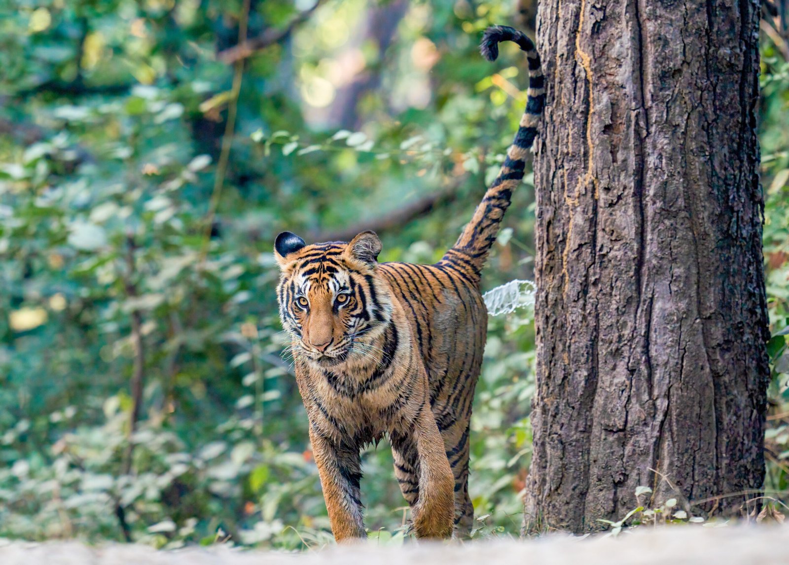 Tiger standing beside a large tree in dense forest habitat
