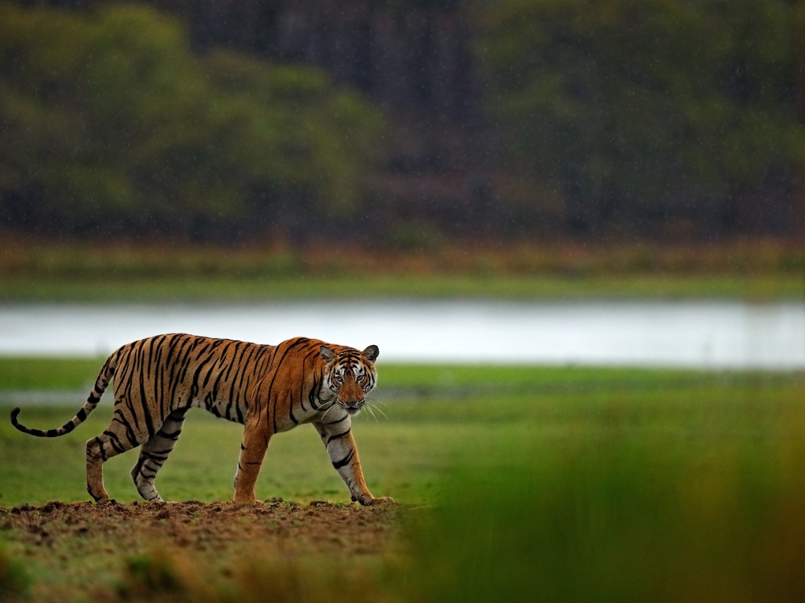 Tiger walking across open wetland habitat in changing weather