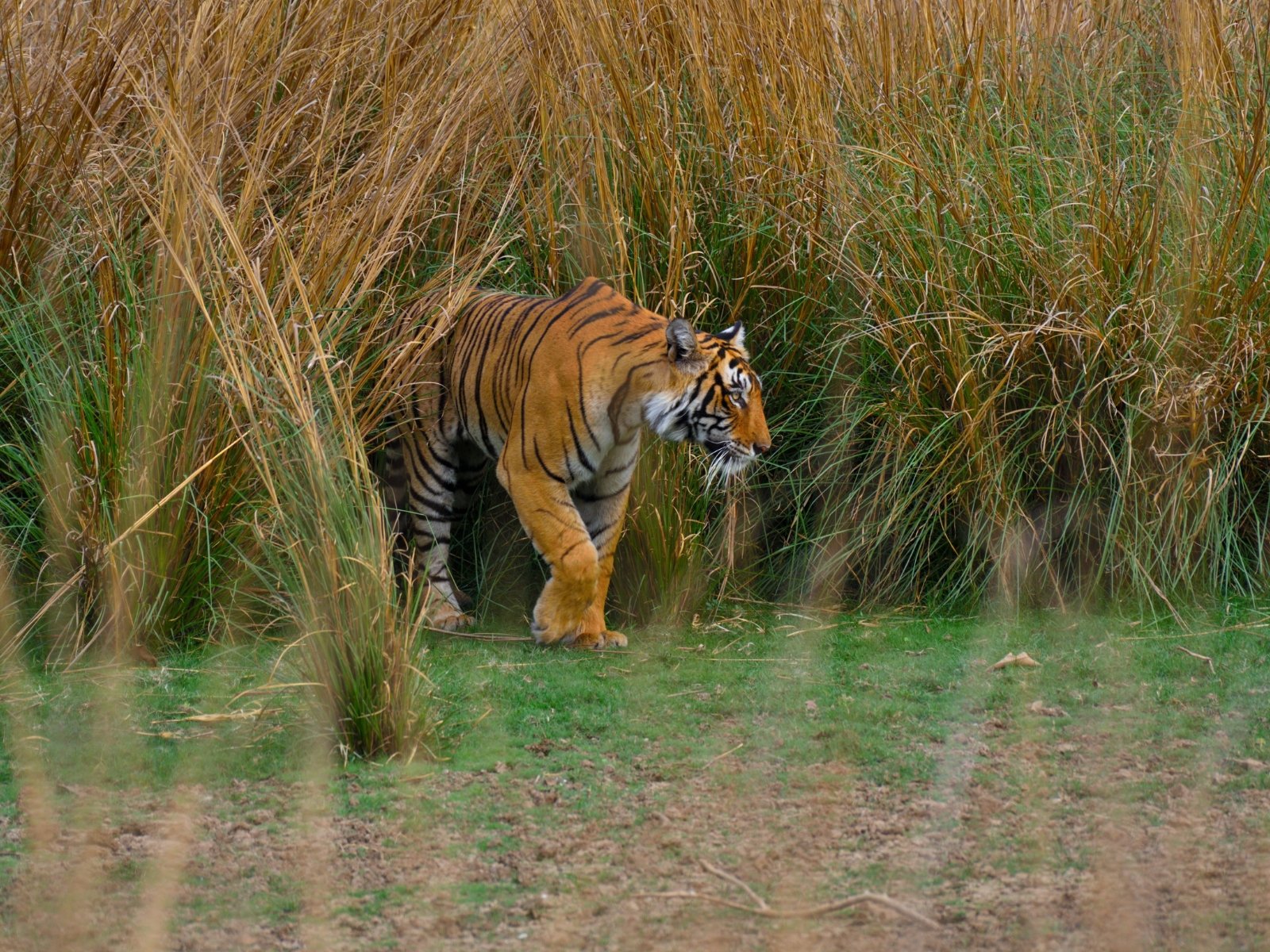 Tiger emerging from tall grass at the edge of forest habitat