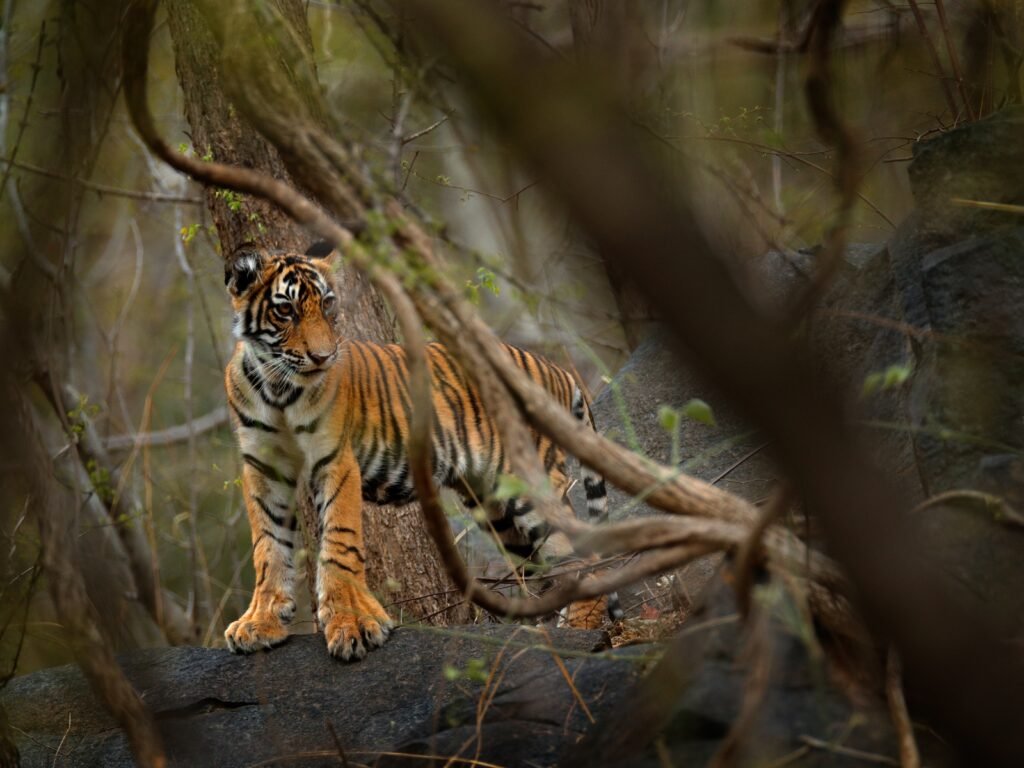 Tiger moving through dense forest vegetation, partly obscured by branches