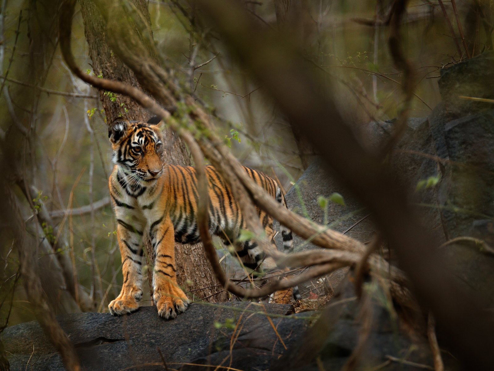 Tiger moving through dense forest vegetation, partly obscured by branches