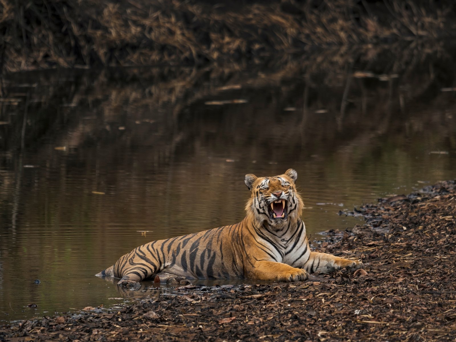 Tiger resting in shallow water during the dry summer season