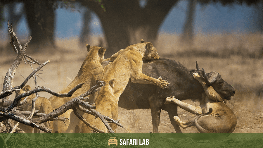 Tiger vs Lion facts tiger-vs-lion-lions-are-pack-hunters