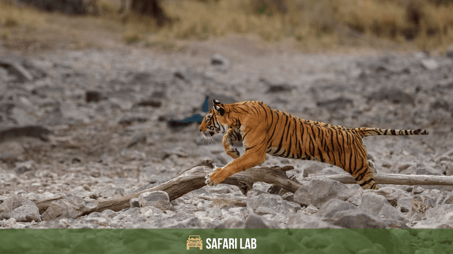 Tiger vs Lion Strength tiger vs lion - the tiger is a solitary hunter