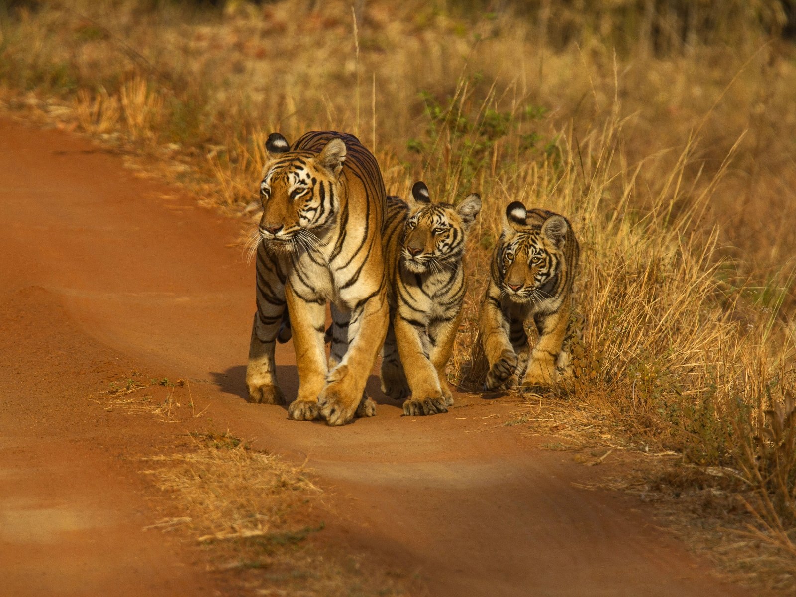 Tigress walking with two cubs along a forest road