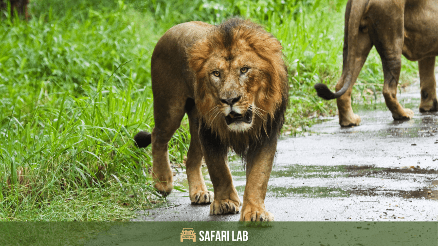 big cats in india - asiatic lion