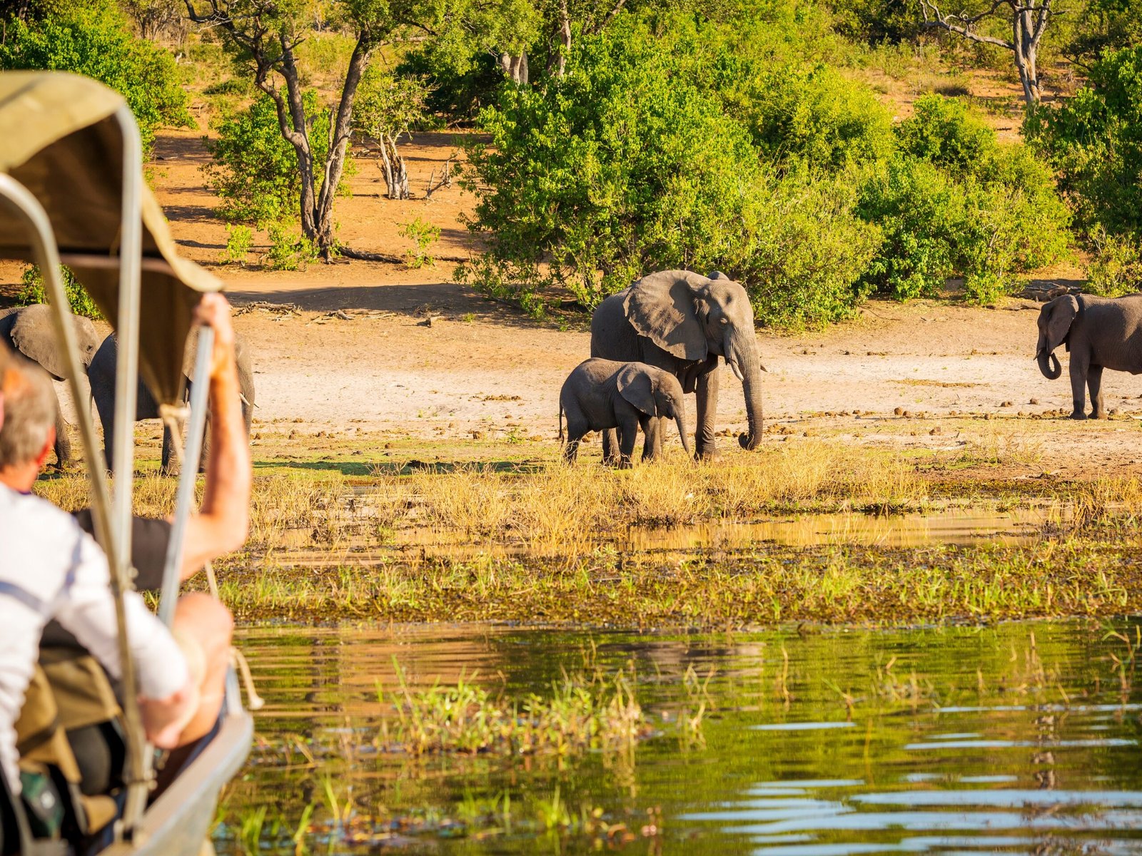 Elephants in the Okavango Delta landscape, Botswana