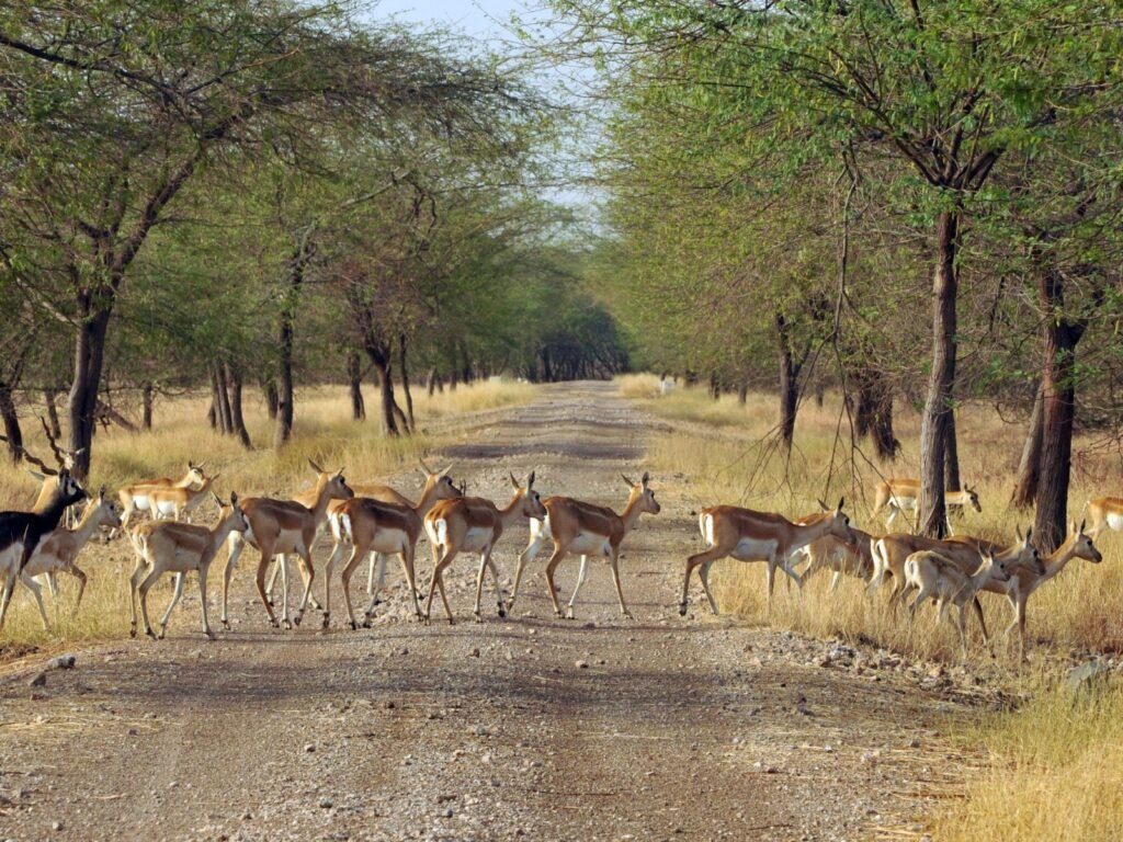 Wildlife scene in Gir National Park