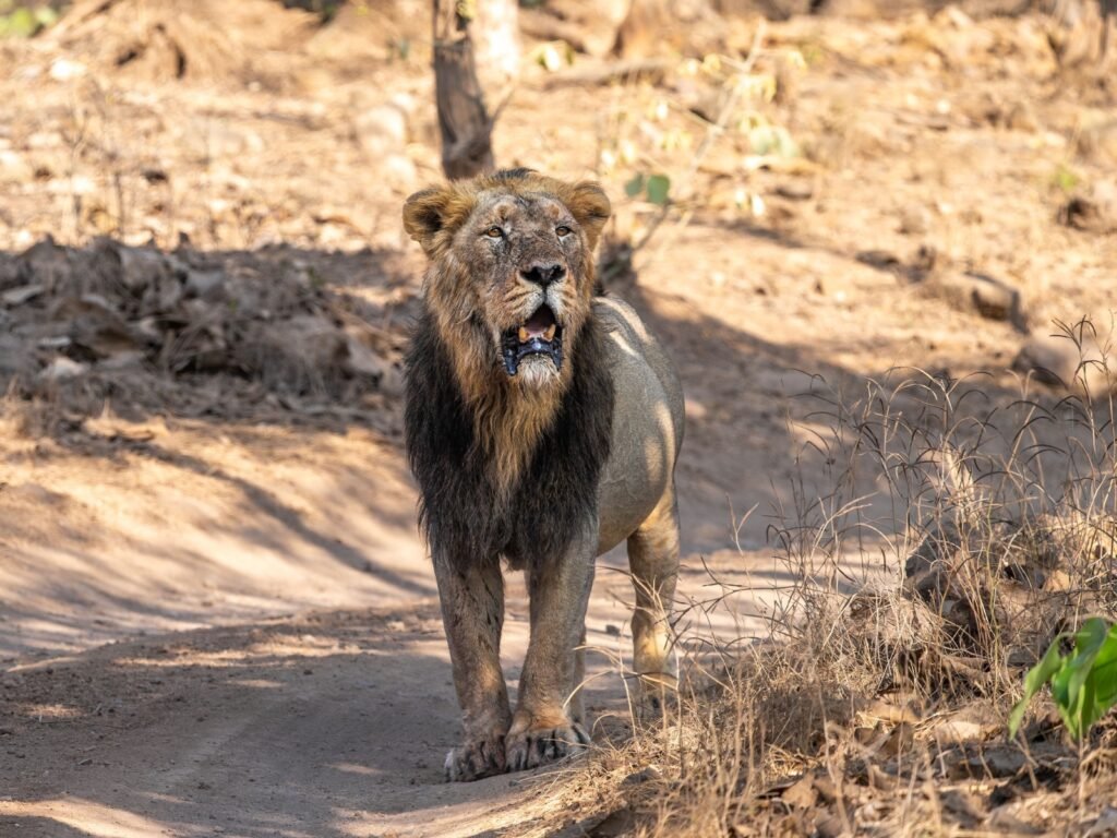 Wildlife scene in Gir National Park
