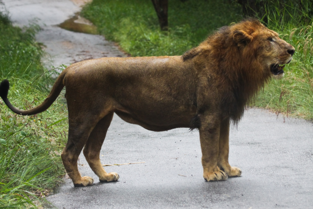 Wildlife scene in Gir National Park