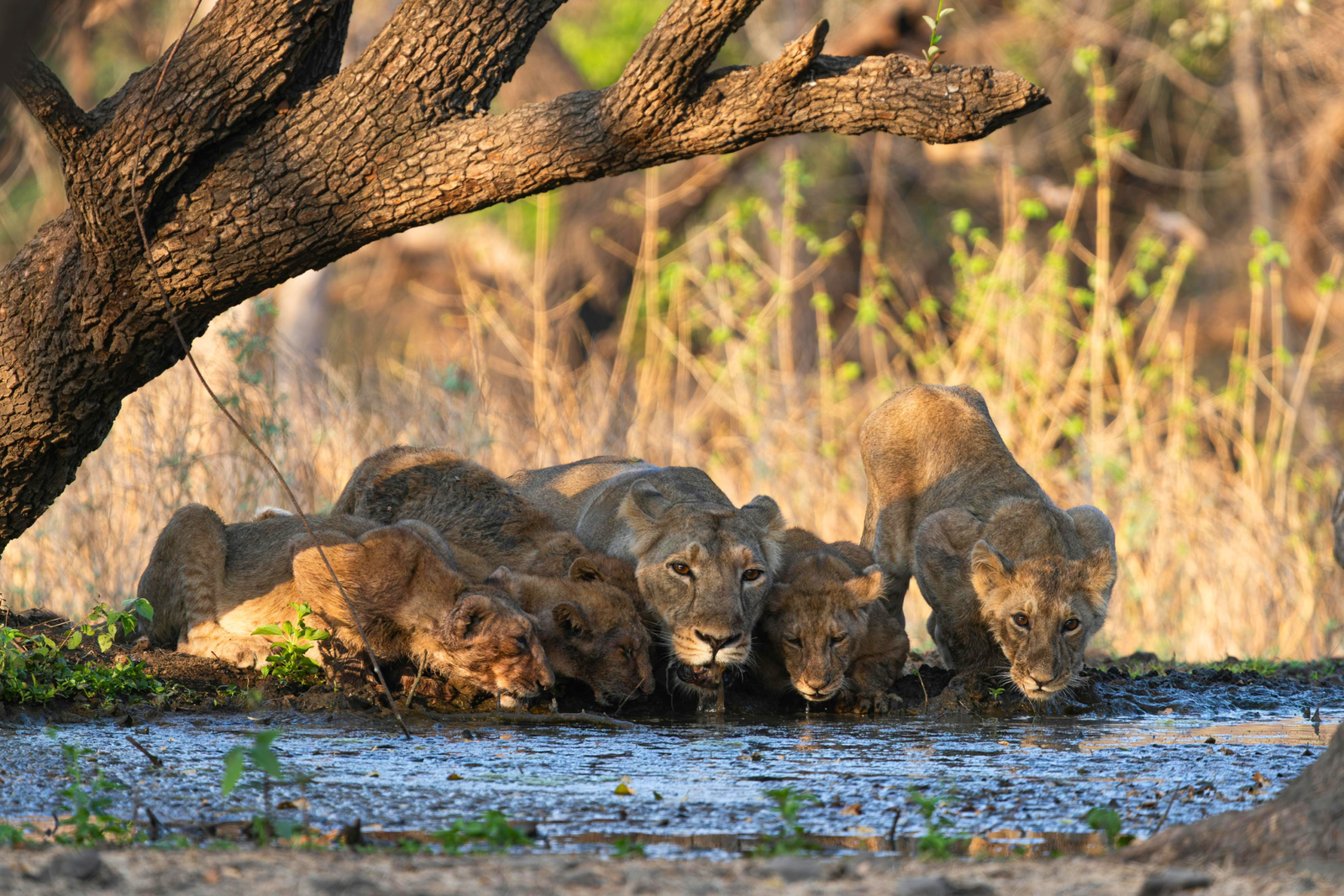 Wildlife scene in Gir National Park