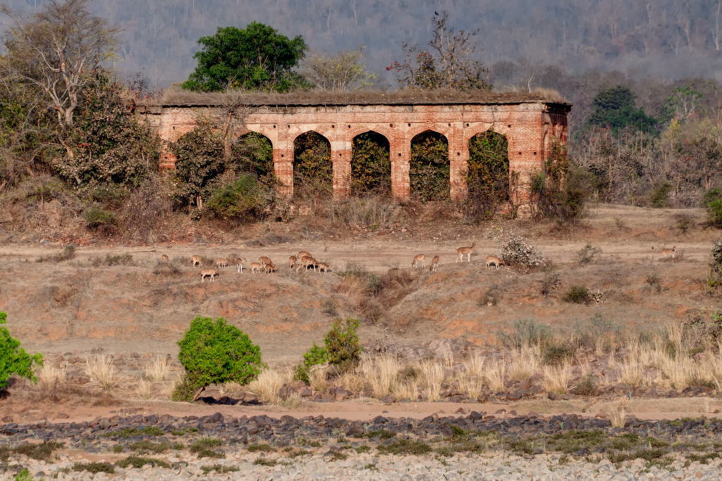 Wildlife scene in Panna Tiger Reserve
