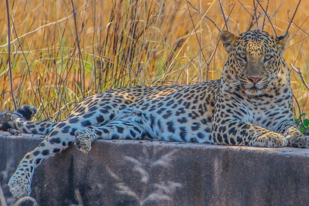 Wildlife scene in Panna Tiger Reserve
